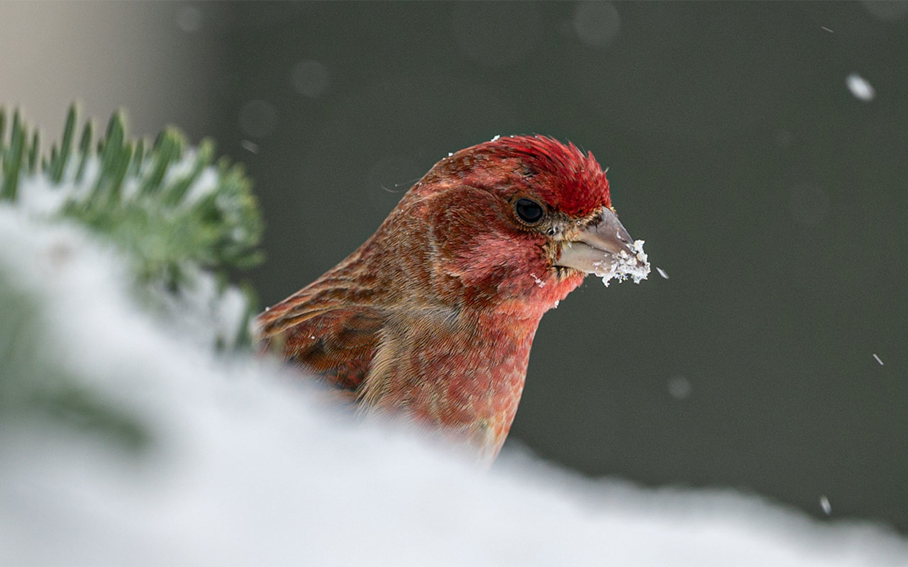 Purple finch hunting for food.